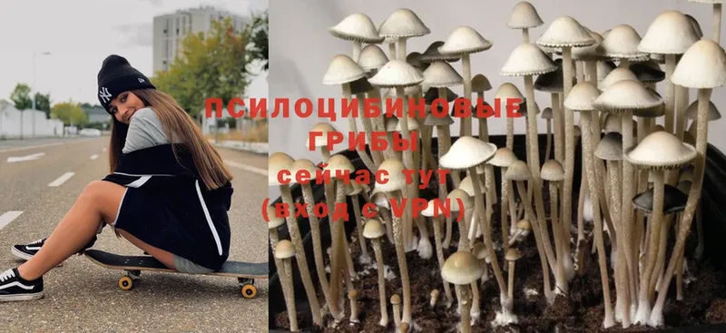 Галлюциногенные грибы Psilocybine cubensis  Пермь 