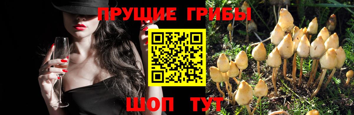 Псилоцибиновые грибы Psilocybine cubensis Пермь